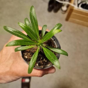 May include: A small potted plant with long, narrow, glossy green leaves radiating from a central stem. The plant features small, sharp, light-colored thorns at the base of the leaves, growing in dark, textured potting soil within a black plastic pot.