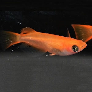 Op de afbeelding: Een feloranje vis met een slank lichaam en delicate vinnen. De vis heeft een donker oog en staat tegen een donkere achtergrond. De afbeelding benadrukt de natuurlijke kleuring en elegante vorm van de vis.