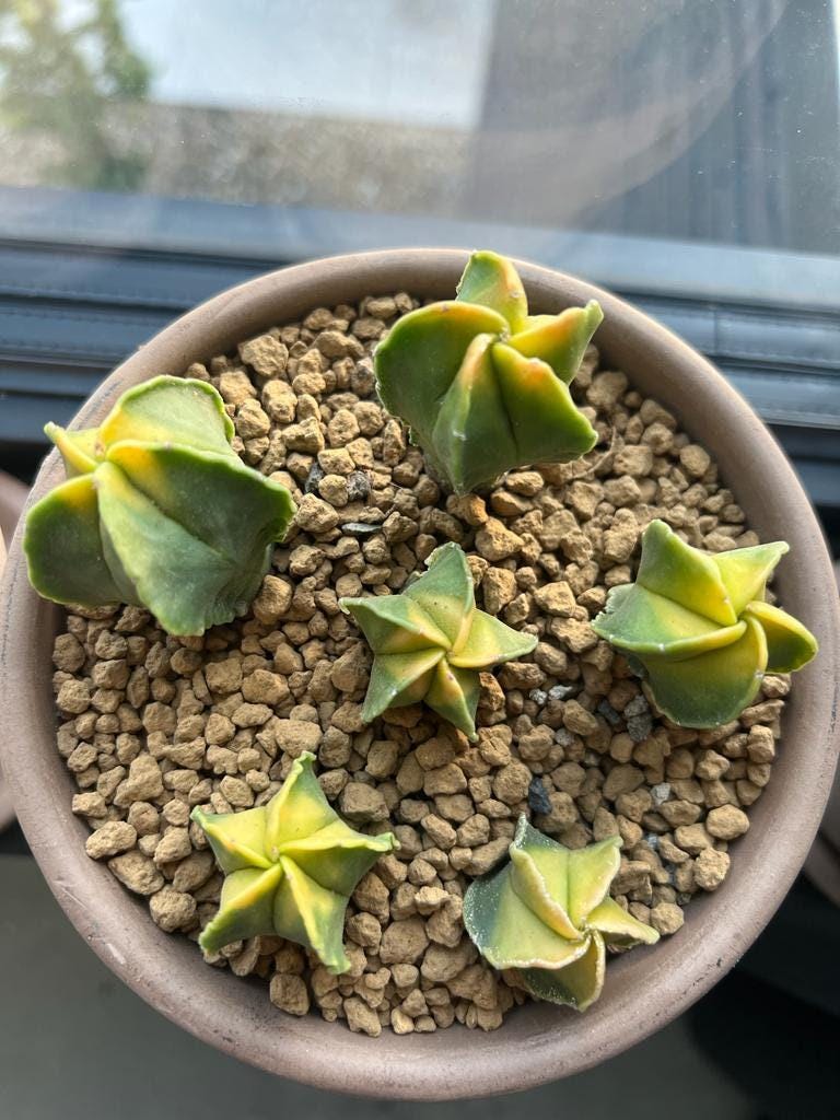 Rare astrophytum - Etsy 日本