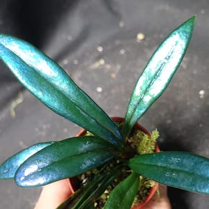Op de afbeelding: Een close-up van een kleine potplant met lange, puntige bladeren. De bladeren zijn diepgroen met iriserende blauwgroene highlights. De plant staat in een kleine bruine pot en de grond is bedekt met groen mos.