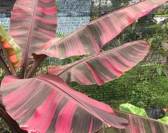 ムサ・フロリダ・バリエガータ | バナナ（ムサ・アエ）5インチ鉢植え