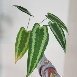 Peut inclure: Une plante d'intérieur aux feuilles allongées en forme de cœur, présentant un motif distinct de centres vert foncé et de rayures panachées vert pâle courant parallèlement le long des nervures. Les feuilles sont pointues et sur tiges fines.