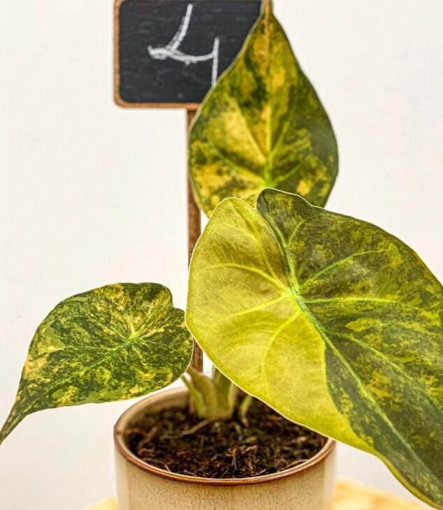 Variegated alocasia maharani - Etsy 日本
