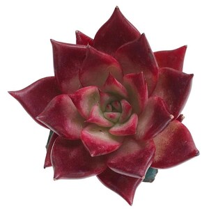Op de afbeelding: Een close-up van een vetplant met dieprode en lichtgroene bladeren. De bloemblaadjes van de plant zijn gelaagd in een rozetvorm, met de uiteinden van de bladeren die een lichtere, bijna roze tint vertonen. De plant staat tegen een witte achtergrond.