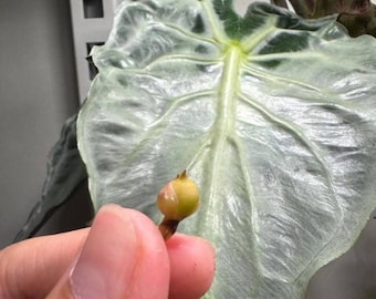 Veneno de Alocasia - Veneno de Alocasia - Planta rara - Planta hermosa