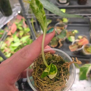 Op de afbeelding: Een kleine plantstek met bonte groene en witte bladeren, geworteld in een doorzichtige plastic beker gevuld met bruin veenmos. De plant heeft één klein, hartvormig blad aan de basis en één groter, langwerpig blad dat naar boven toe uitsteekt.