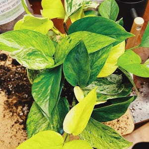 Puede incluir: Primer plano de una planta de interior en maceta con hojas abigarradas verdes y amarillas vibrantes. Las hojas muestran una mezcla de secciones sólidas y estampadas, creando un contraste visual llamativo. La planta es un espécimen exuberante y saludable.