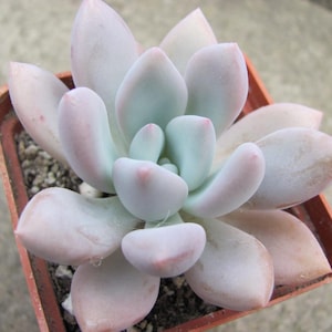 Op de afbeelding: Een vetplant met lichtblauwe-groene bladeren met roze randen, geplant in een kleine bruine pot. De bladeren zijn dik en vlezig, gerangschikt in een rozetpatroon. De plant heeft een lichte, pastelkleur.