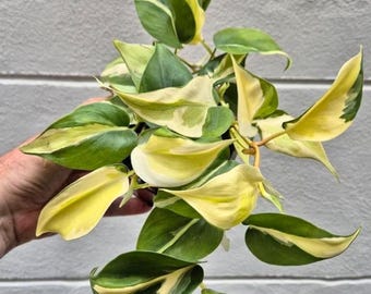 Philodendron Scandens Rio  seltene Pflanze  schne Pflanze  Stecklinge -  Etsy.de