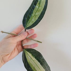 Op de afbeelding: Een plantstek bestaande uit twee langwerpige, puntige bladeren met een bont patroon. De bladeren hebben een donkergroene buitenrand en een lichtere, lichtgroene tot crèmekleurige centrale streep, verbonden door een dunne, bruine stengel.