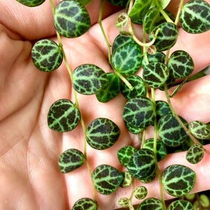 Peperomia prostrata - String of Turtles - Cuttings