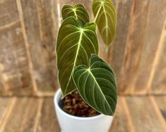 Philodendron melanochrysum  seltene Pflanze  schne Pflanze  Stecklinge  - Etsy.de