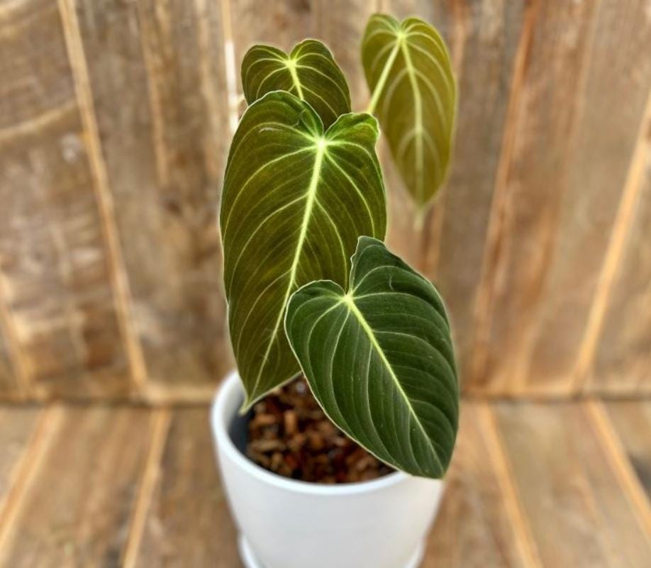 Philodendron seeds - Etsy Schweiz