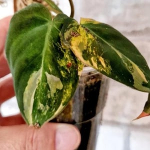 Può includere: Primo piano di una pianta di Philodendron con foglie a forma di cuore. Le foglie mostrano un mix di variegatura verde, gialla e bianca. La pianta è in un vaso di plastica trasparente, che mostra i colori e le trame vibranti della pianta.
