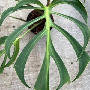 Monstera burle marx flame - Etsy 日本