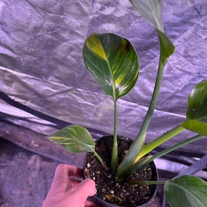 Variegated strelitzia nicolai - Etsy Schweiz