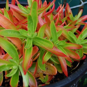 Puede incluir: Primer plano de una planta suculenta con hojas verdes vibrantes bordeadas de rojo y naranja. La planta tiene un patrón de crecimiento compacto y agrupado, y está en una maceta oscura. Las hojas son gruesas y carnosas.