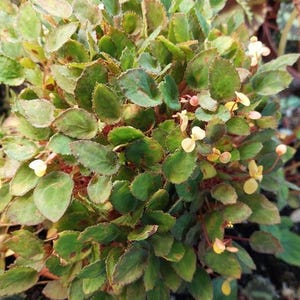 May include: A dense, bushy plant featuring numerous small, serrated, oval-shaped leaves in shades of green with reddish-brown edges. The plant displays clusters of tiny, pale yellow flowers on thin, reddish stems emerging from the foliage.
