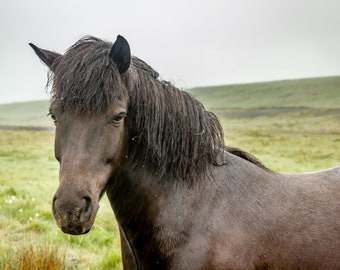 Portrait - Schwarzes Pferd im Regen, isländische Wiese
