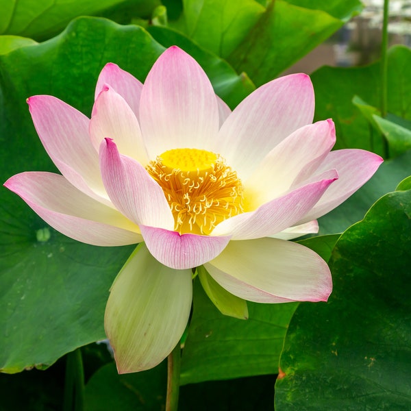 Water-Lili mágico en rosa, flor rosa, primer plano de nenúfar