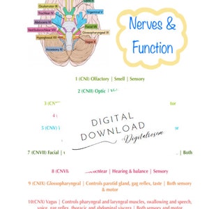Cranial Nerves digital download