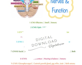Cranial Nerves - Etsy