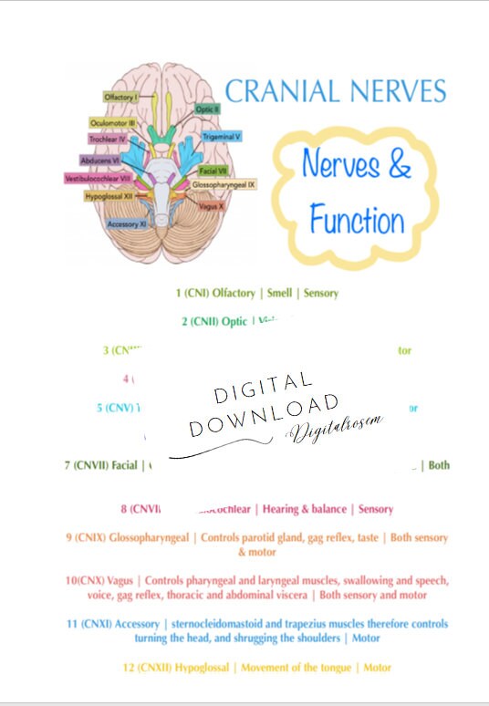 Cranial Nerves Digital Download - Etsy