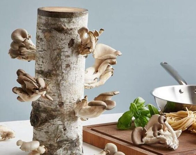 Grow Your Own Oyster Mushroom on Logs DIY Preinnoculated Logs Oyster