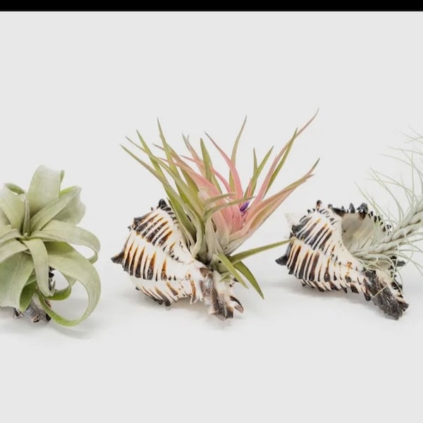 Black Murex Seashell with Assorted Healthy Air Plants-