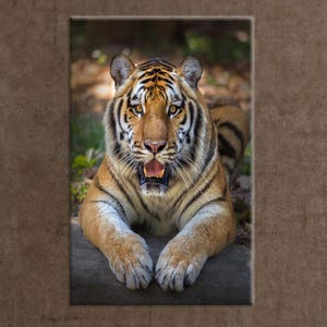 Lying Tiger Canvas Wall Art, Realistic Jungle Big Cat Poster on Cotton Canvas, Wildlife Animal Decor for Living Room, Study or Man Cave