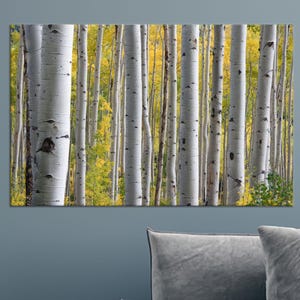 Canvasafdruk Aspen Birch Forest: muurkunst herfst natuur