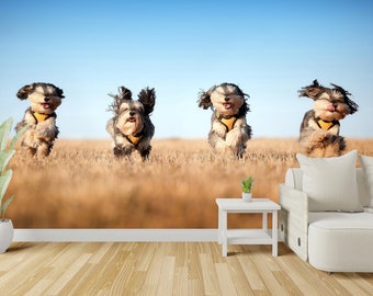 May include: Four small, fluffy dogs with brown and gray fur run through a field of tall, dry grass. The dogs are wearing yellow harnesses and have their tongues sticking out. The background is a bright blue sky.