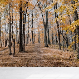 Forest View Wallpaper: 3D Layered Paper Wall Art