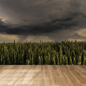 Wheat Field Landscape Wall Mural: Stormy Sky Wallpaper