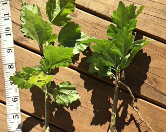 2 Rose Of Sharon Hibiscus Organic Live Plant w/ Roots Transplant Starter Bush