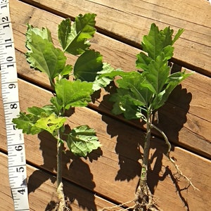 2 Rose Of Sharon Hibiscus Organic Live Plant w/ Roots Transplant Starter Bush