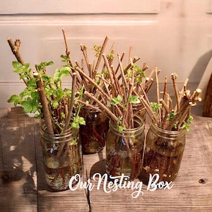 2 Healthy Live Elderberry Cuttings From 2023~No Pesticide~All Natural Fertilizer