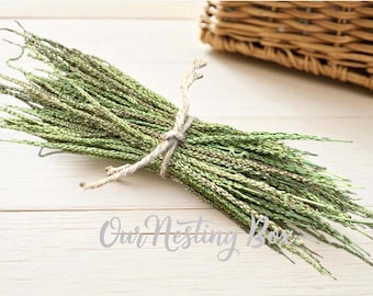 5 tallos de semillas de llantén de hoja ancha: Hierba para manualidades, tinturas y aceites. Sin pesticidas.