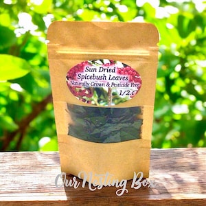 Sun Dried Young Spicebush Leaves - Culinary Herb for Tea, Soaps, Tinctures & Crafts