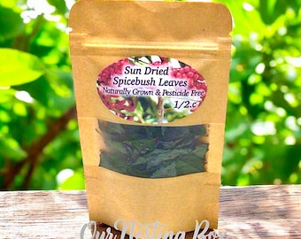 Sun Dried Young Spicebush Leaves - Culinary Herb for Tea, Soaps, Tinctures & Crafts