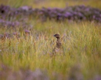 Grouse