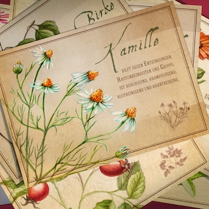 Greeting Card Set Herbs