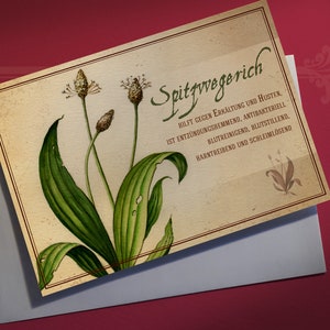 Greeting Card Herbs Ribwort plantain