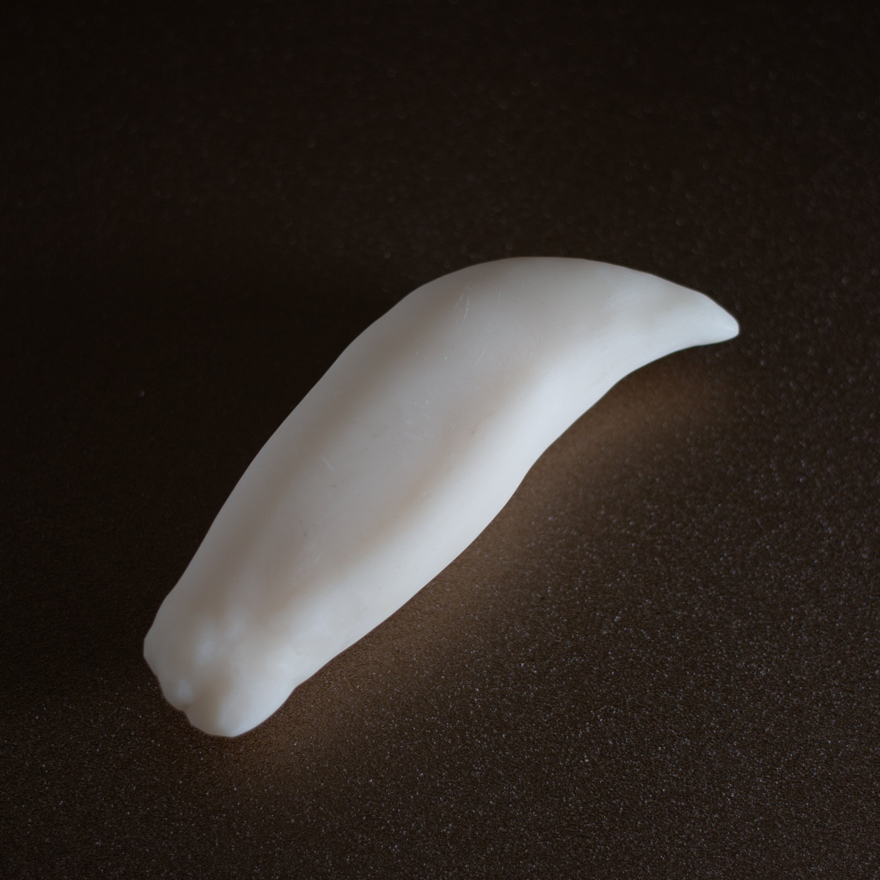 Replica Orca Tooth Bigg'stransient - Etsy