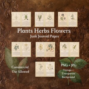 Vintage Botanical Printable Illustrations 14 Unique Herbs Instant Download Junk Journal Pages Vintage Background and Transparent Background