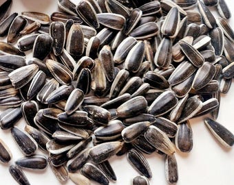 Striped Sunflower Seeds: Healthy Hamster, Gerbil & Mouse Treats (80g)