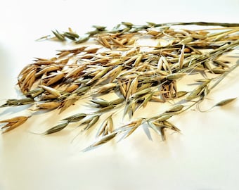 Oat Sprays: Natural Hamster Forage & Enrichment (20g)