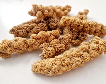 Millet Spray Pieces: Small Pet Forage, Hamster/Gerbil/Bird Treats (50g)