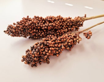 Sorghum Sprays: Hamster & Bird Forage, Dari Cob Enrichment, hamster sprays