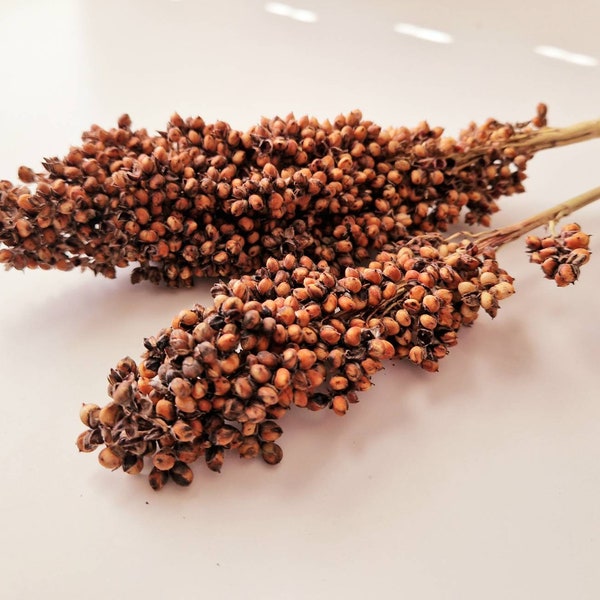 Sorghum for hamsters, dari cob, hamster sprays, bird food, red sorghum stems, white sorghum, hamster enrichment, forage for hamsters, rodent